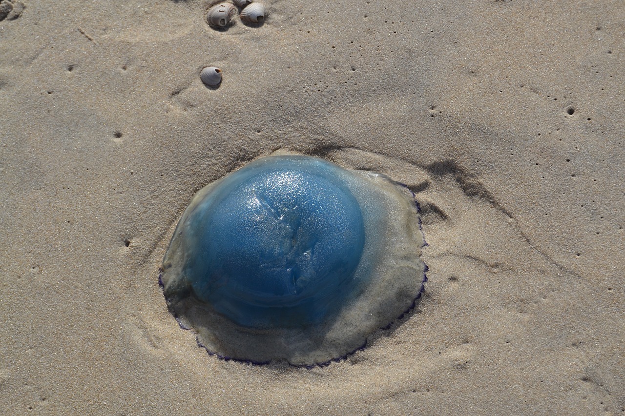 jellyfish sand texel free photo