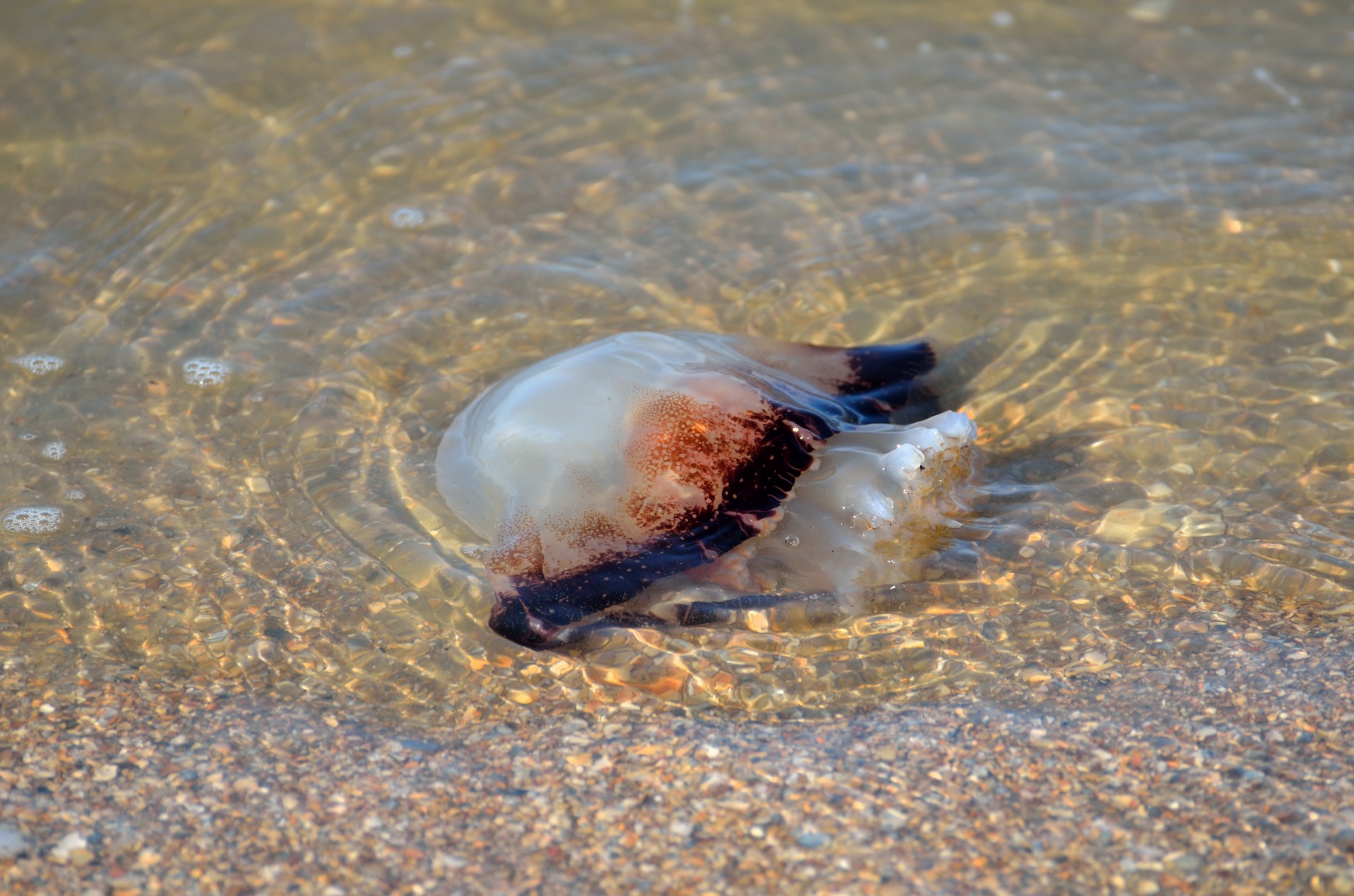 jellyfish sea life sting free photo