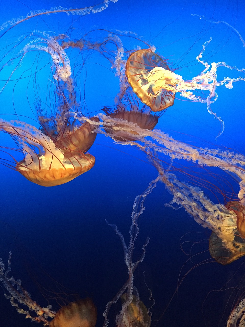 jellyfishes ocean sea free photo