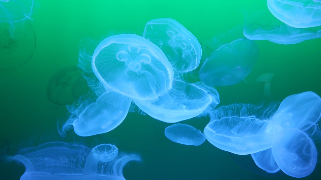 jellyfishes jellyfish medusa free photo