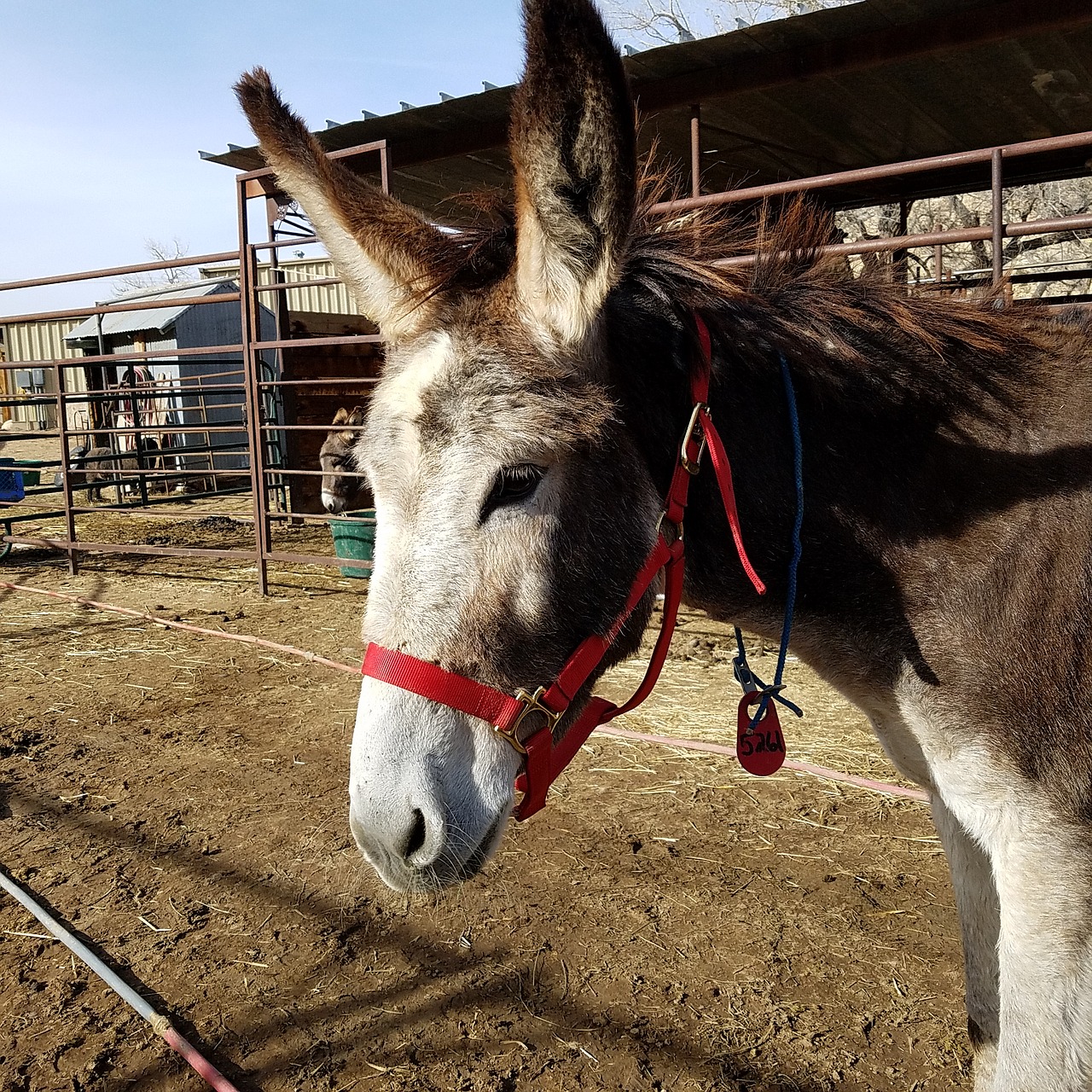 jenny burro donkey free photo