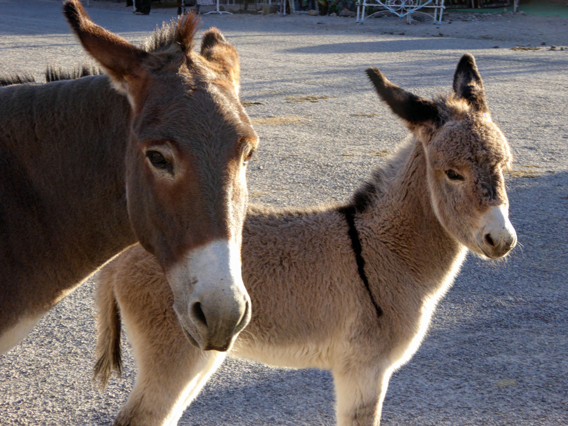 donkey donkeys baby donkey free photo