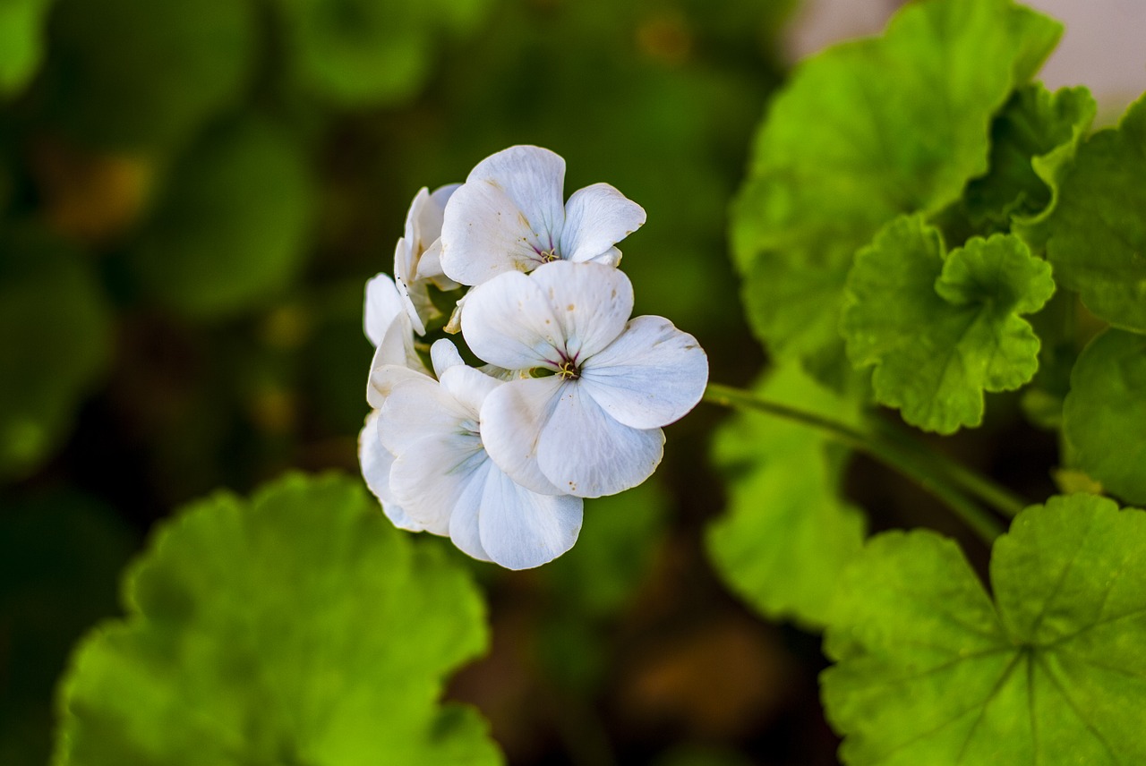 jeranio  flowers  leaf free photo