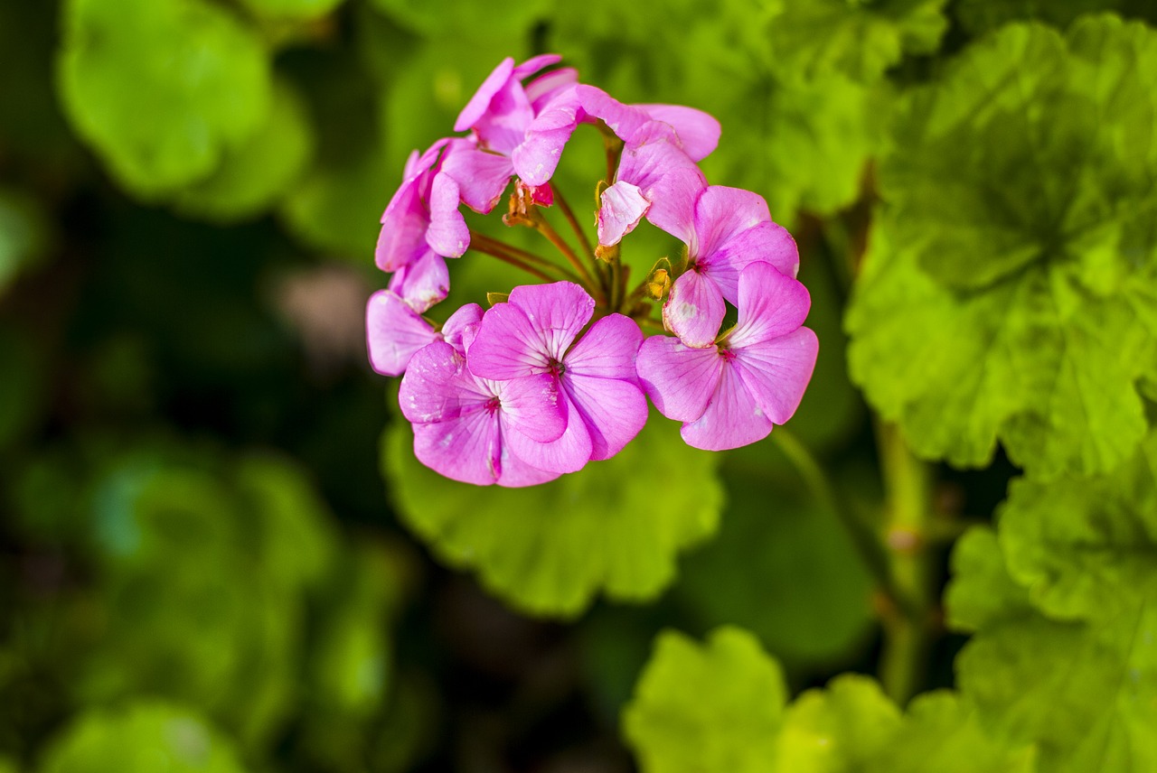 jeranio  pink  flowers free photo