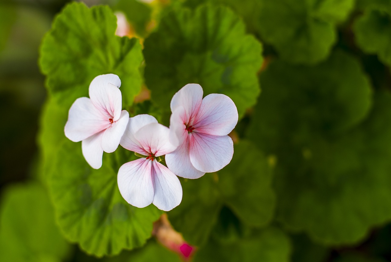 jeranio  pink  flowers free photo