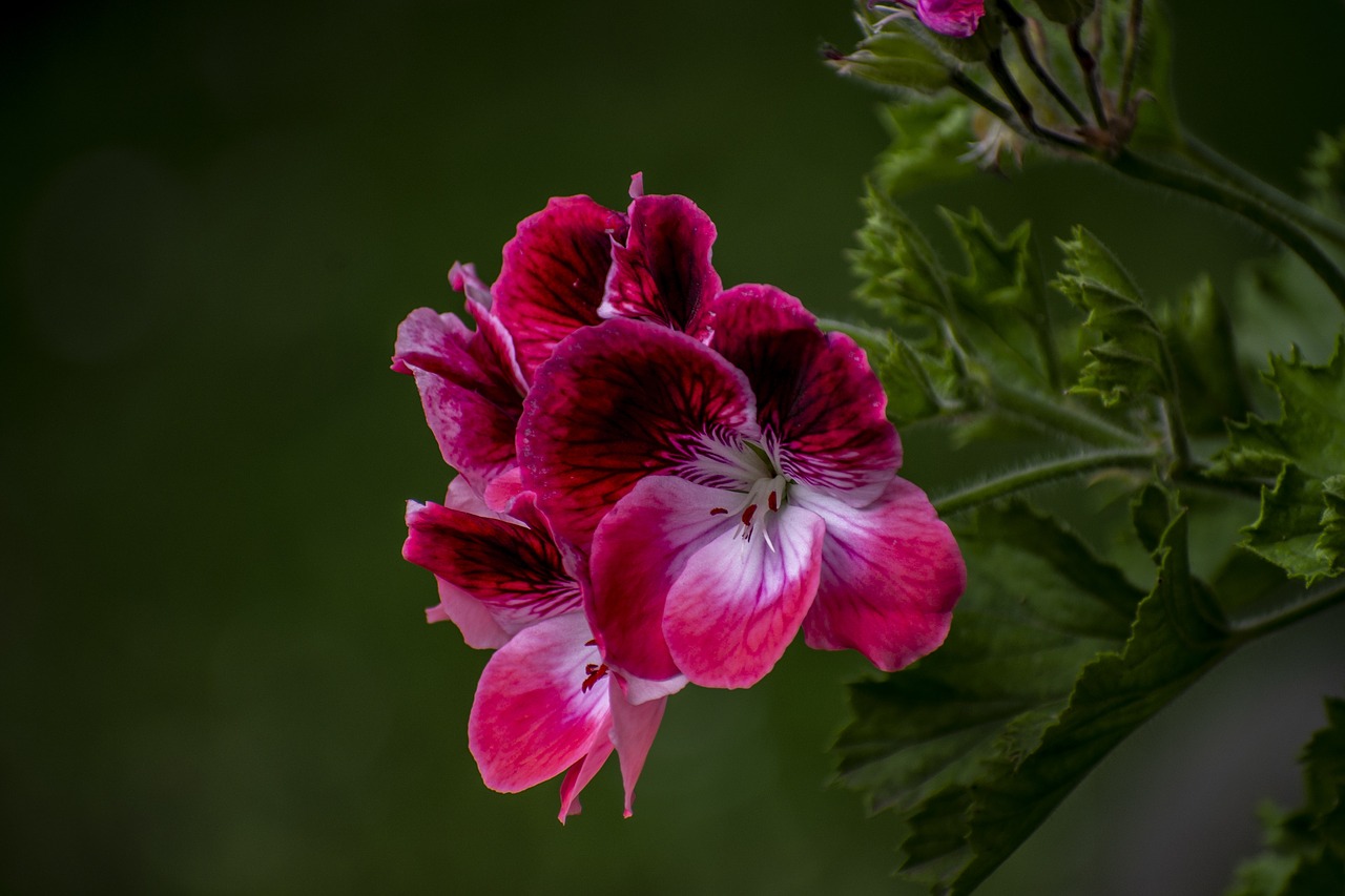 jeranio  nature  flower free photo