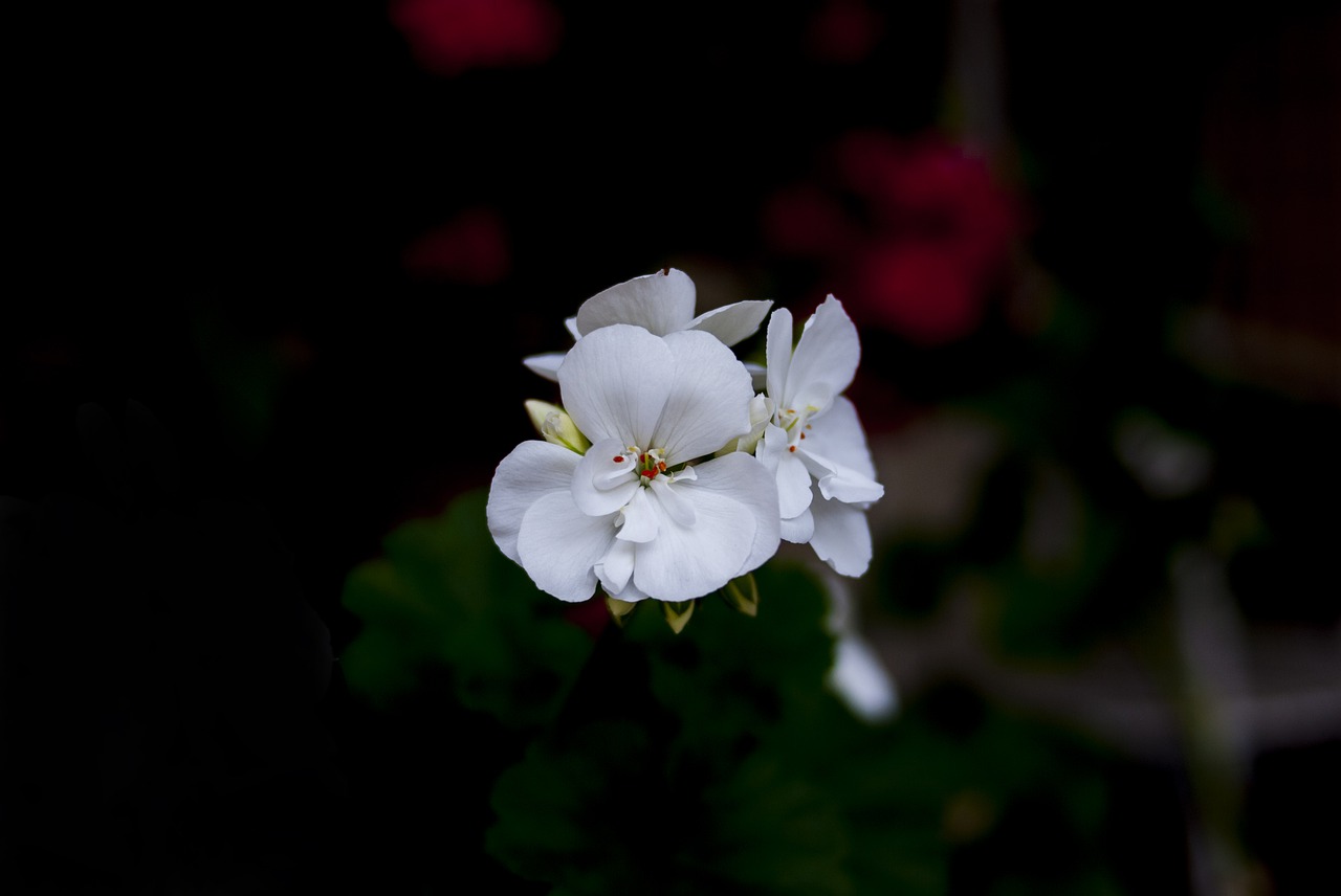 jeranio white flower plant free photo