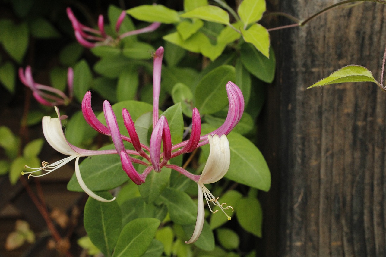 jericho honeysuckle  flower  garden free photo