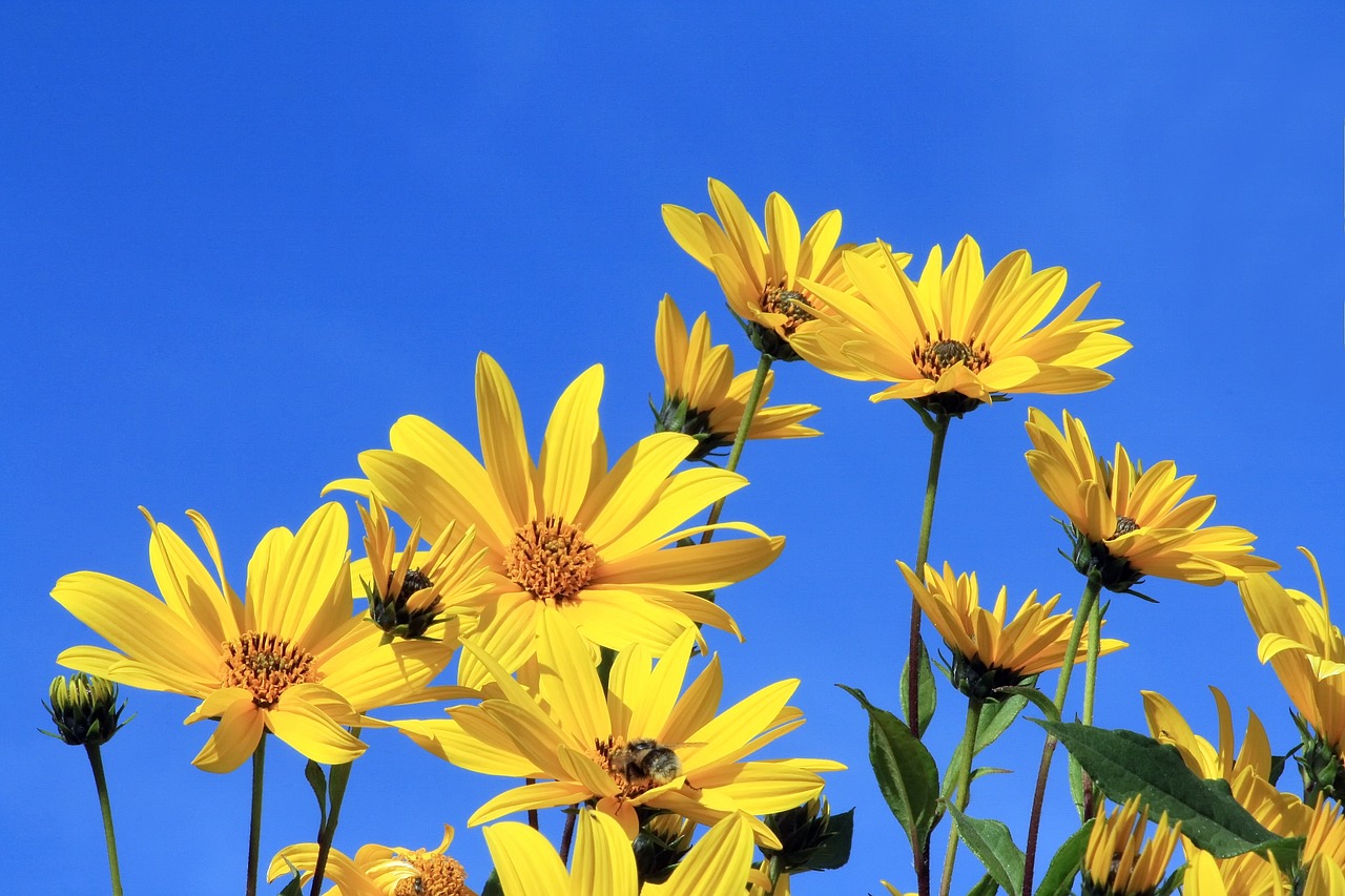 jerusalem artichoke yellow flower blue sky free photo