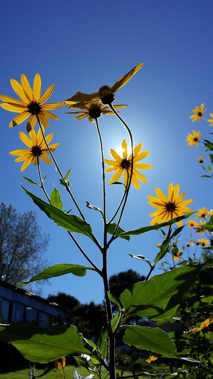 jerusalem artichoke flower summer free photo