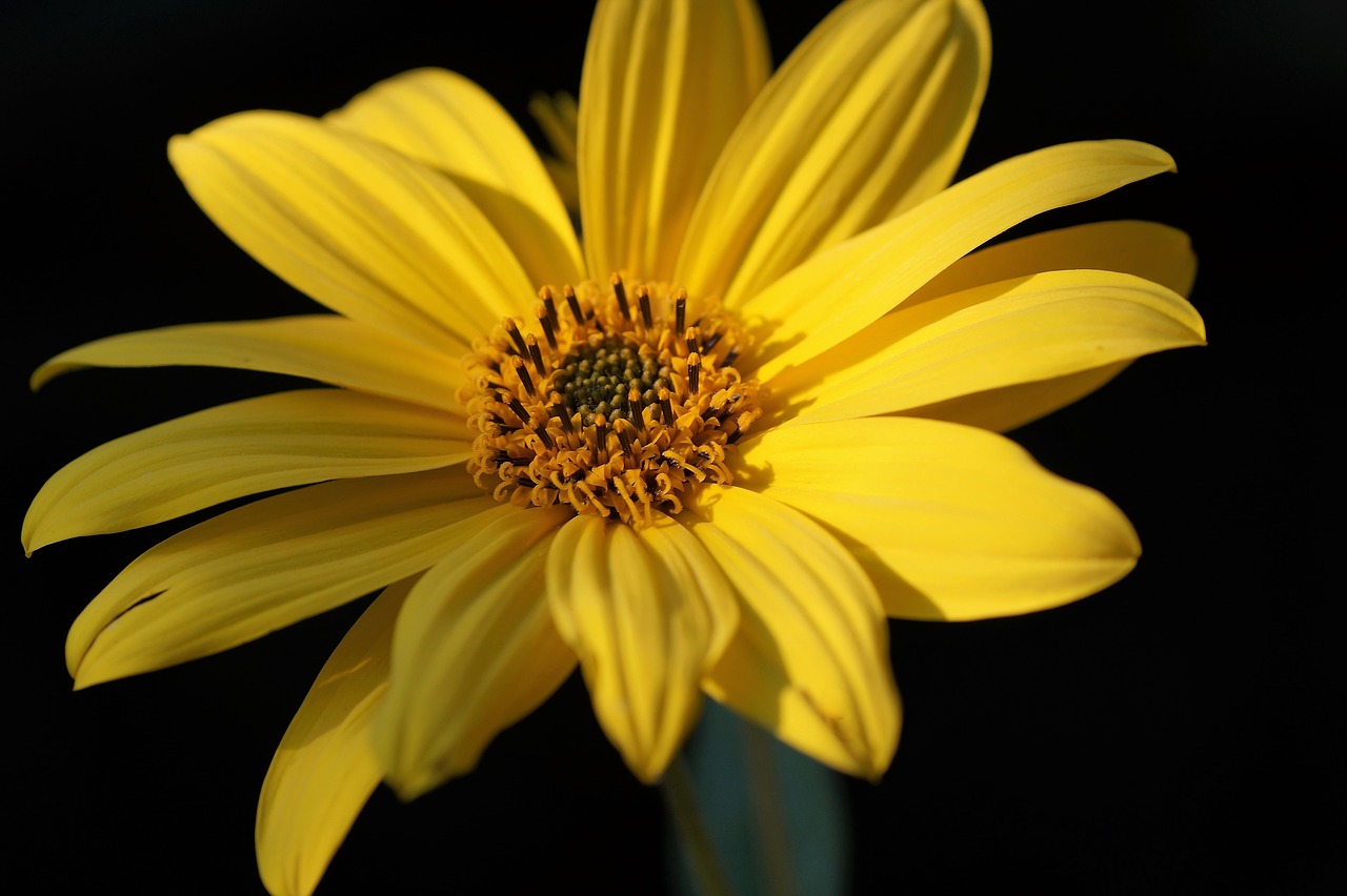 jerusalem artichoke  small  sunflower free photo