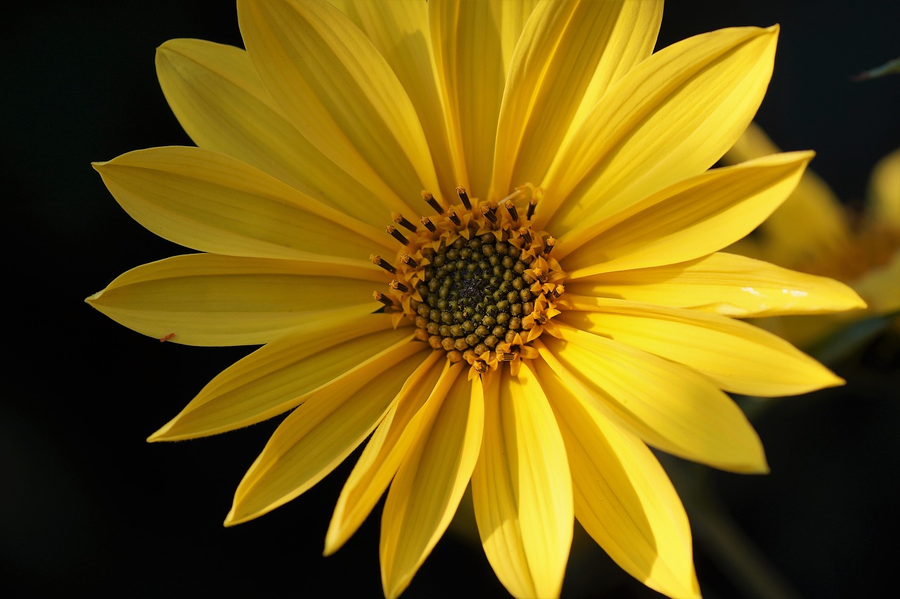 jerusalem artichoke  small  sunflower free photo