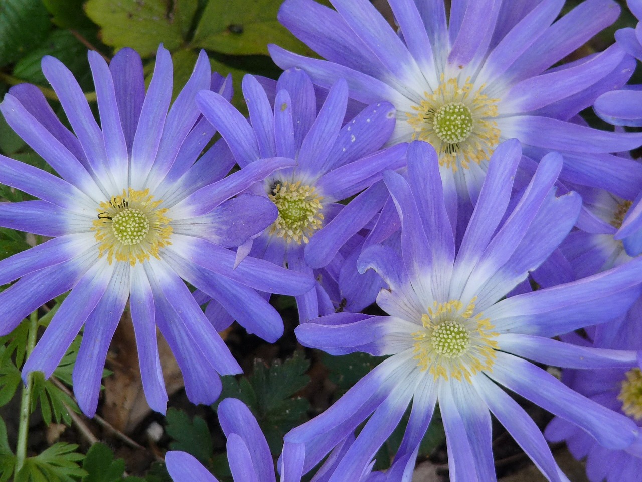 jerusalem lily flowers blossom free photo