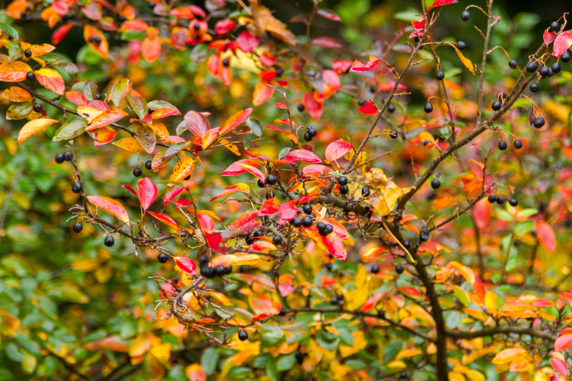 autumn landscape leaves free photo