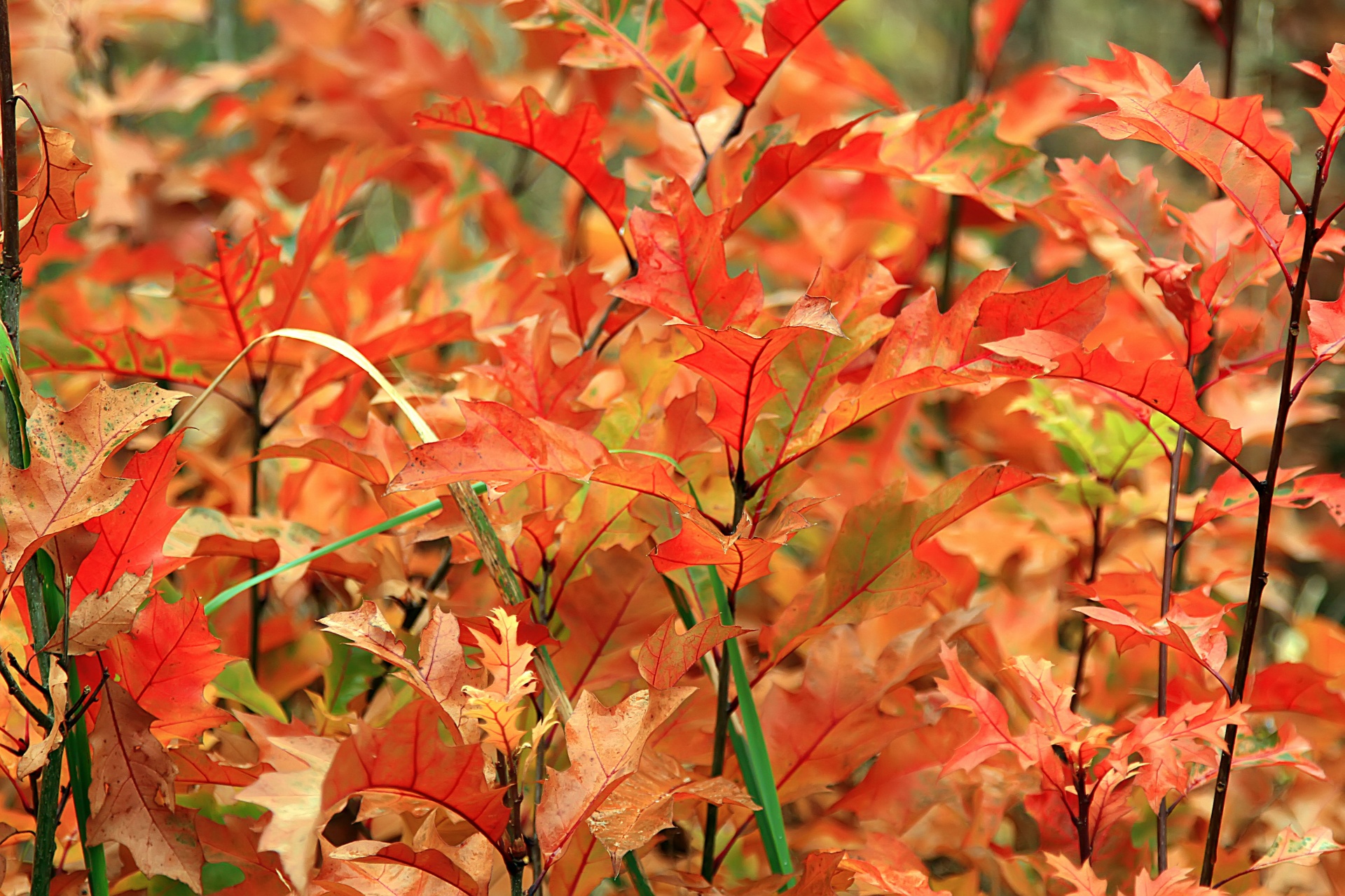 autumn colors autumn red free photo