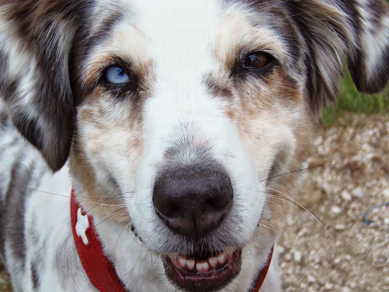 australia sheperd dog blue merle free photo