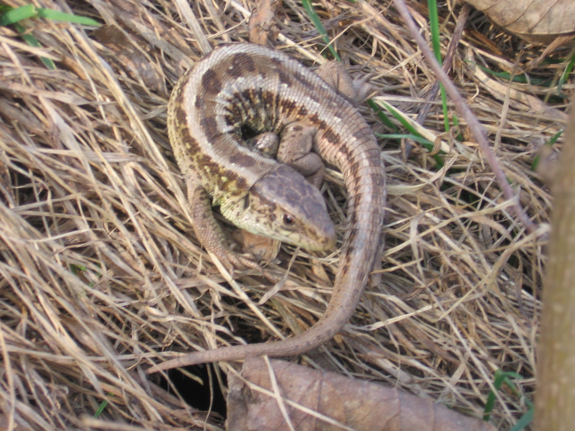 lizard spring lizard free photo