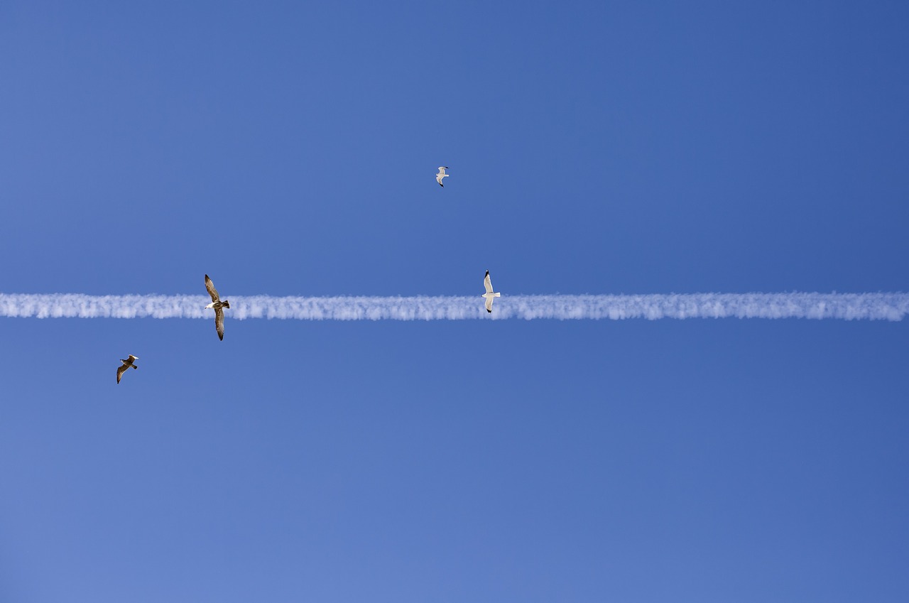 jet streak birds sky free photo
