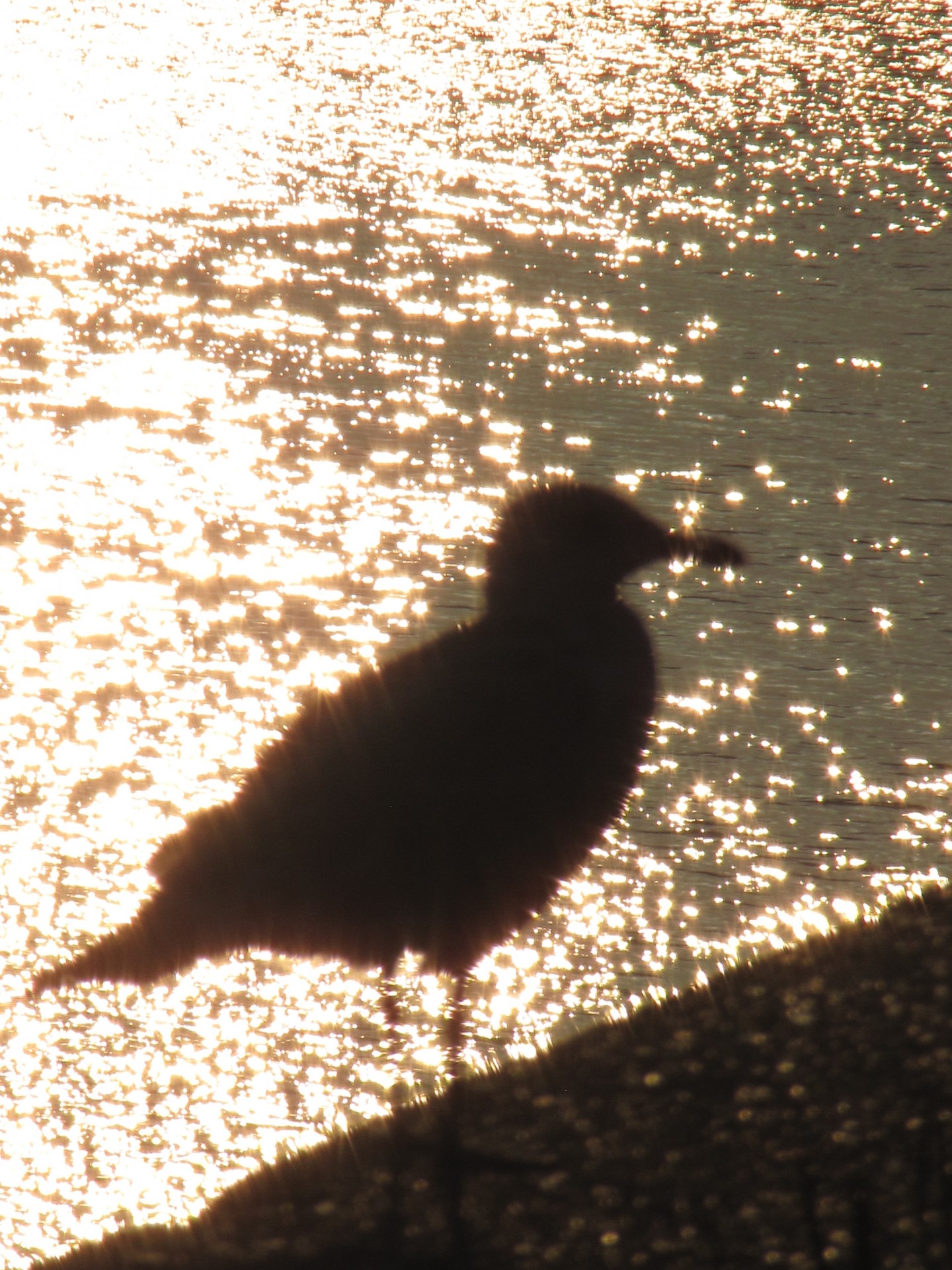 gull head black free photo