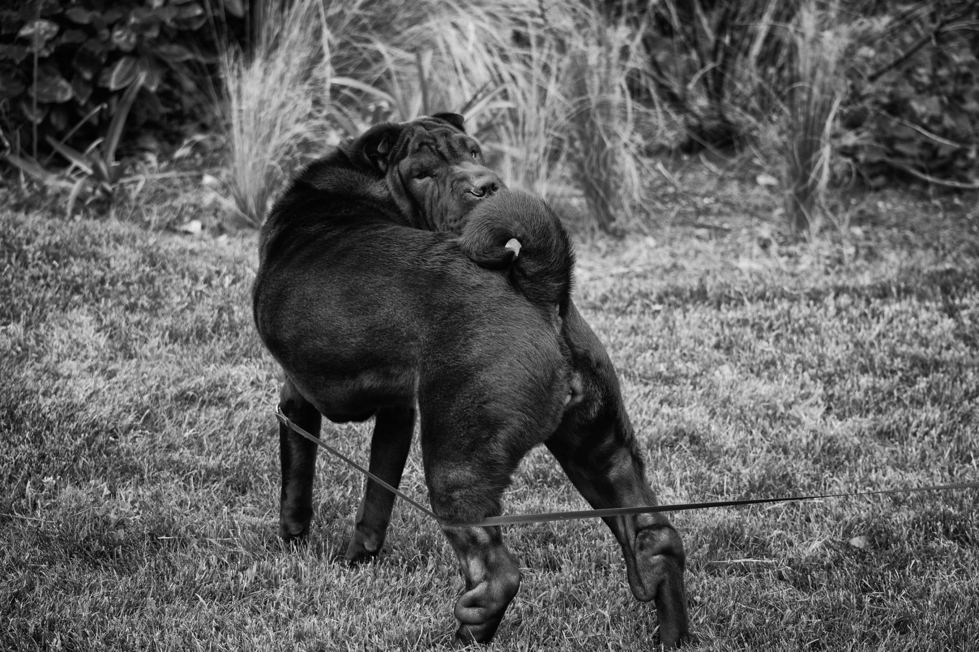 dog sharpei canine free photo