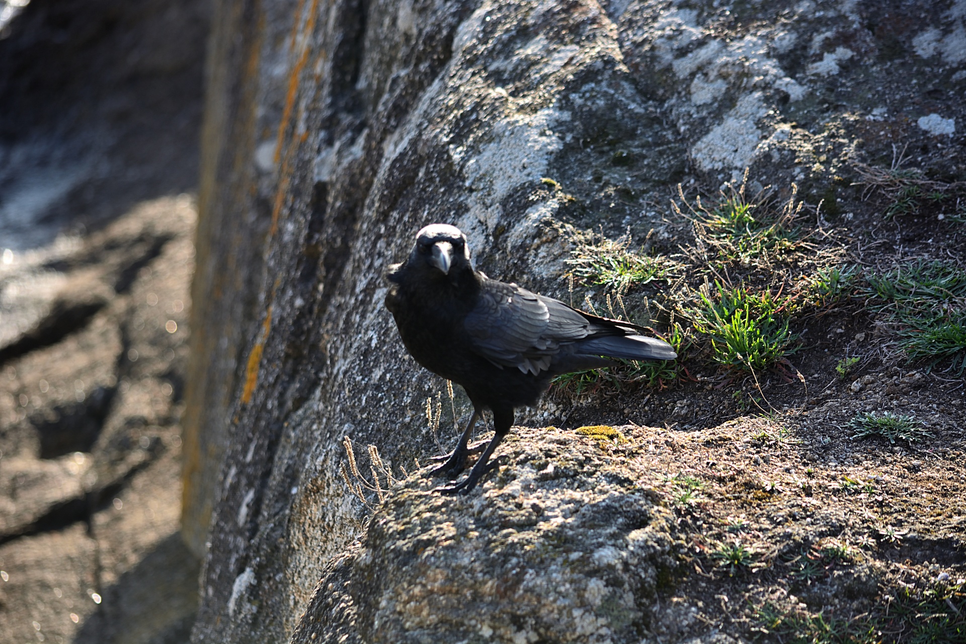 raven bird ornithology free photo