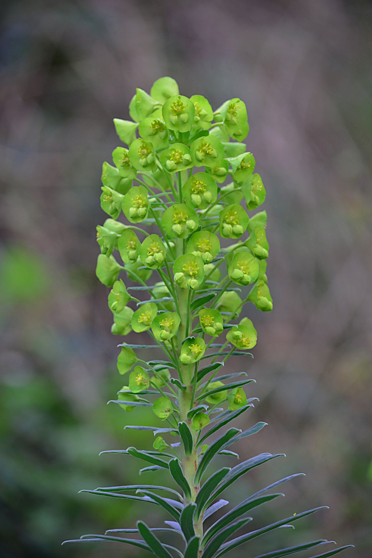 flower plant nature free photo