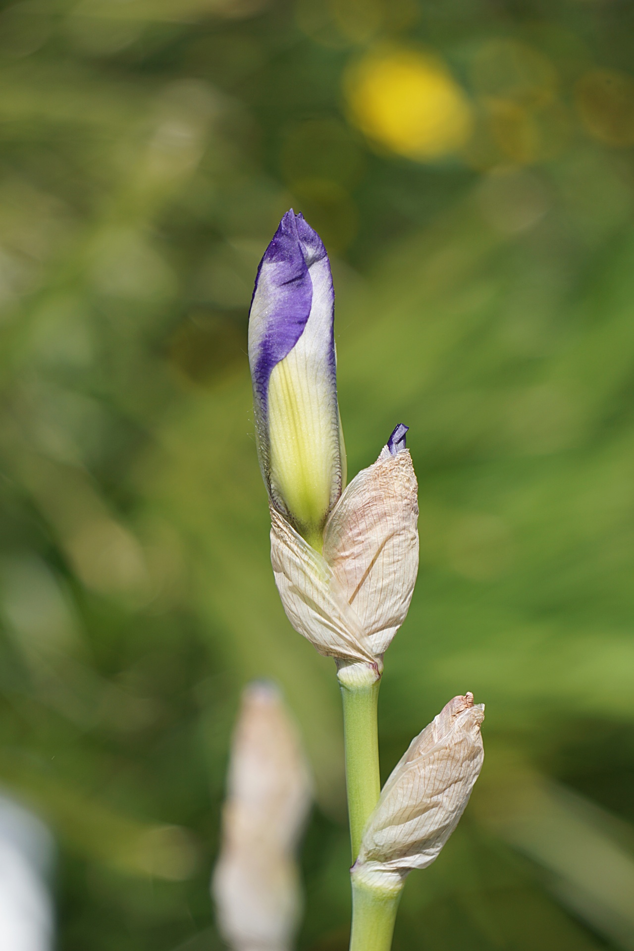 iris flower blooming free photo