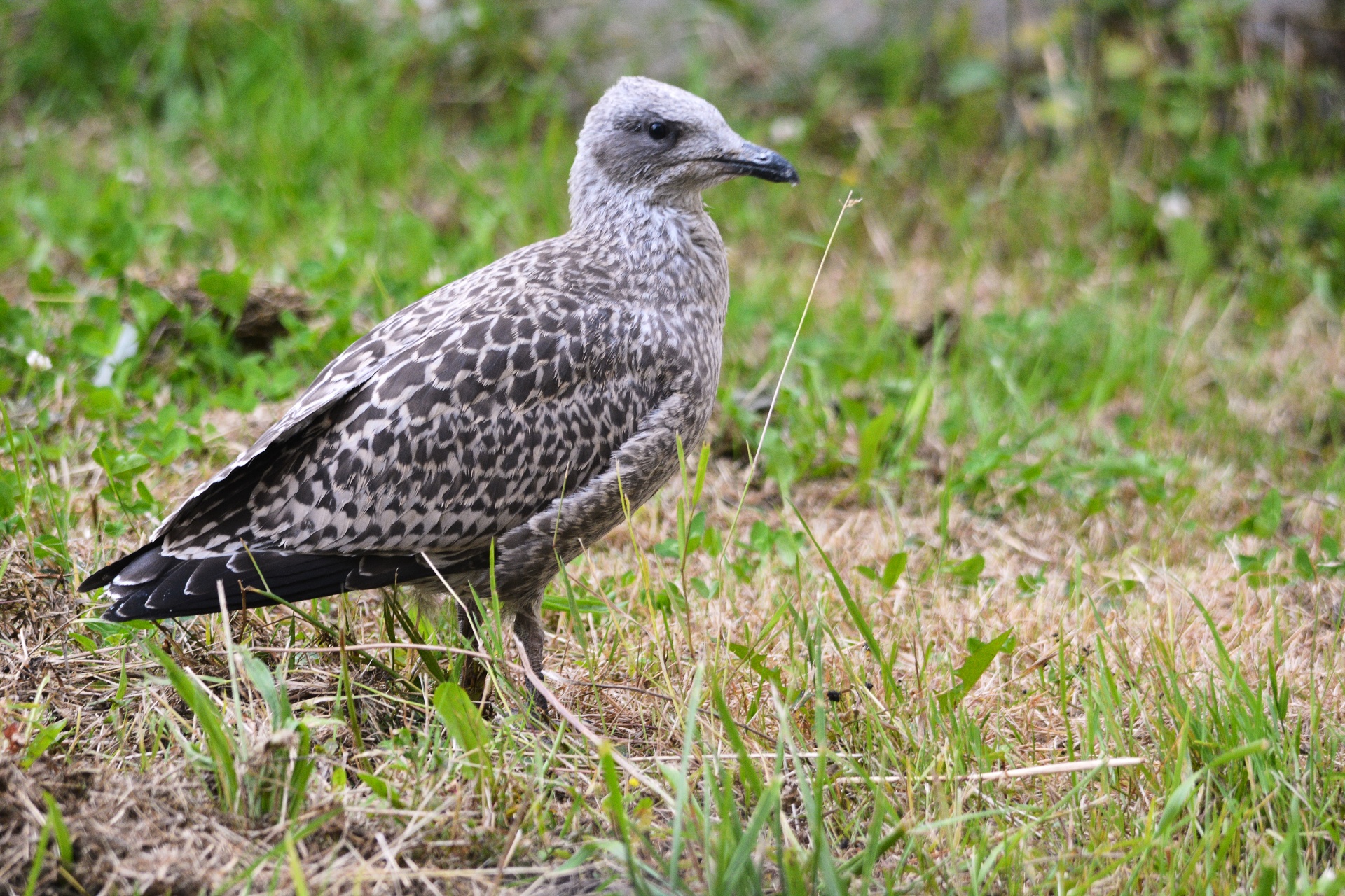 bird seagull wildlife free photo