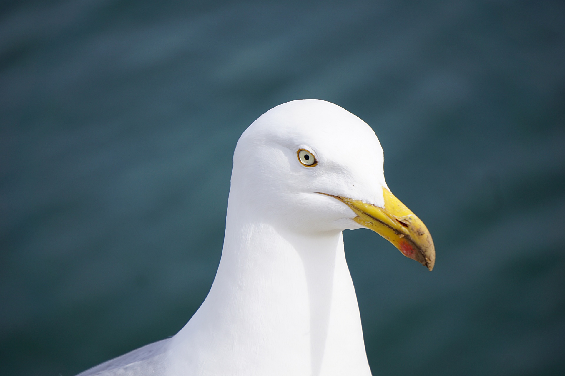 gull bird wildlife free photo