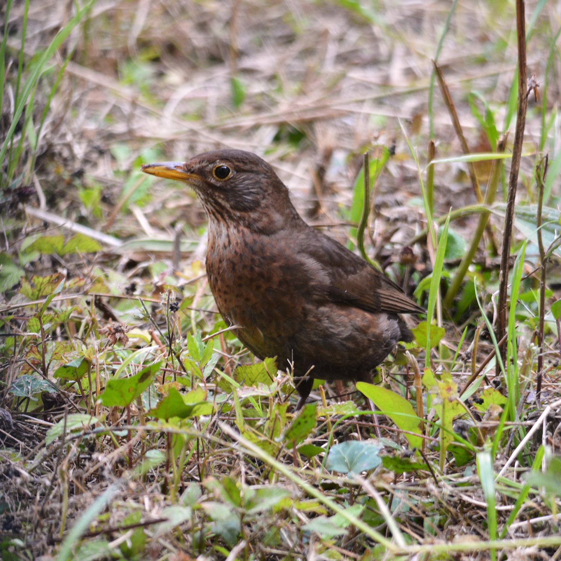 bird wildlife nature free photo