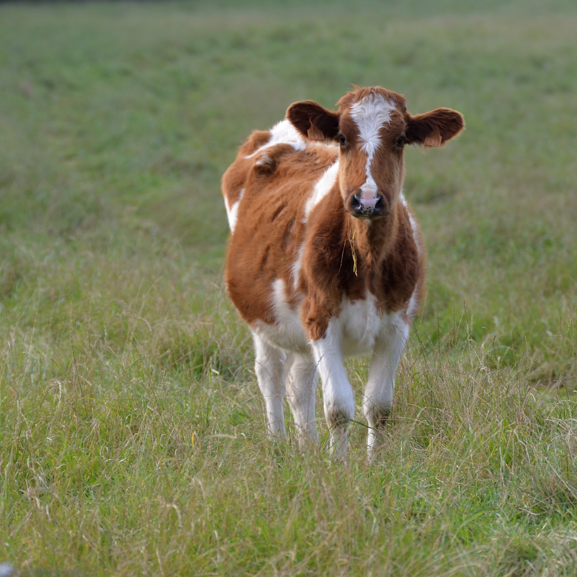 cow breeding cattle free photo
