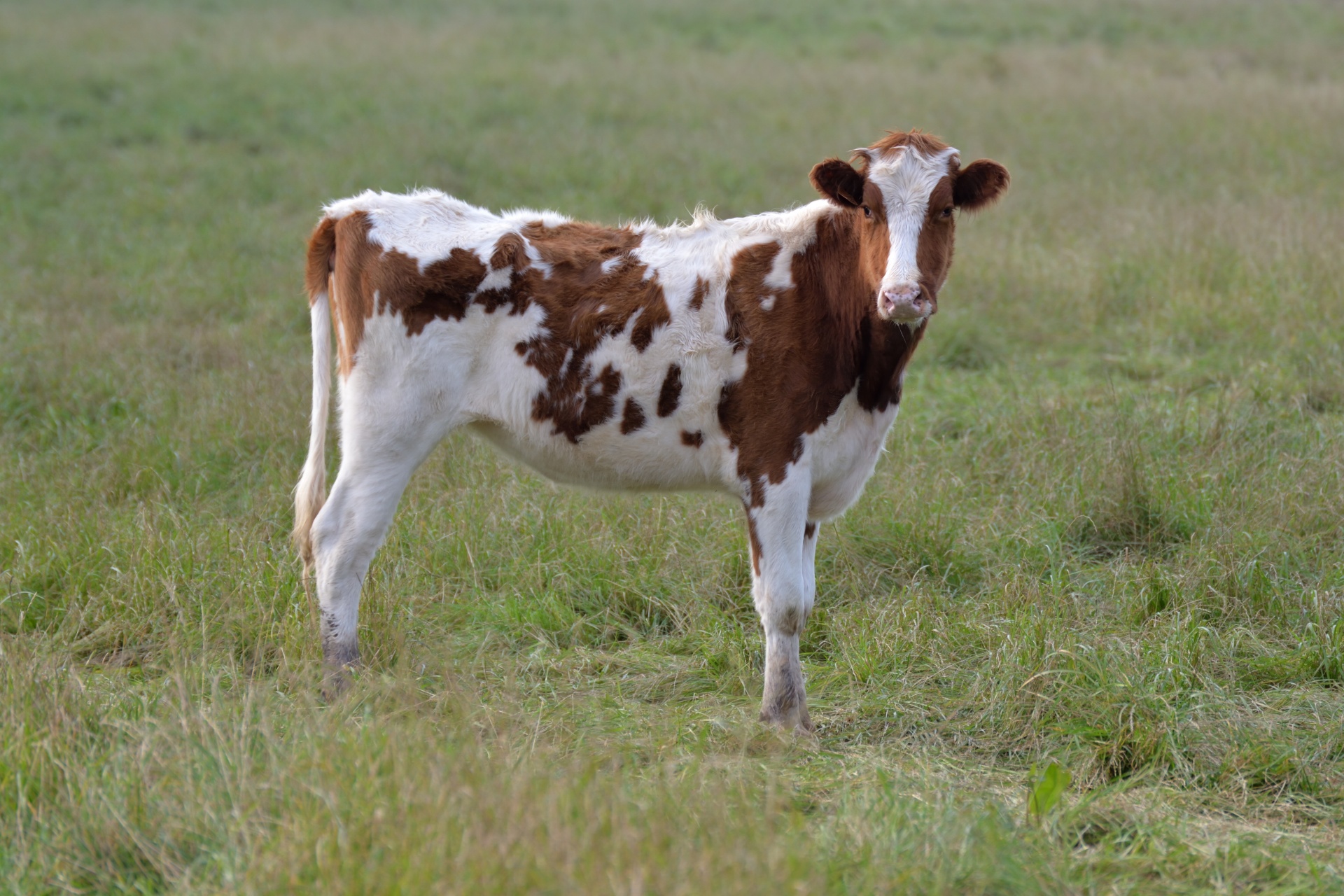 cow heifer farm free photo