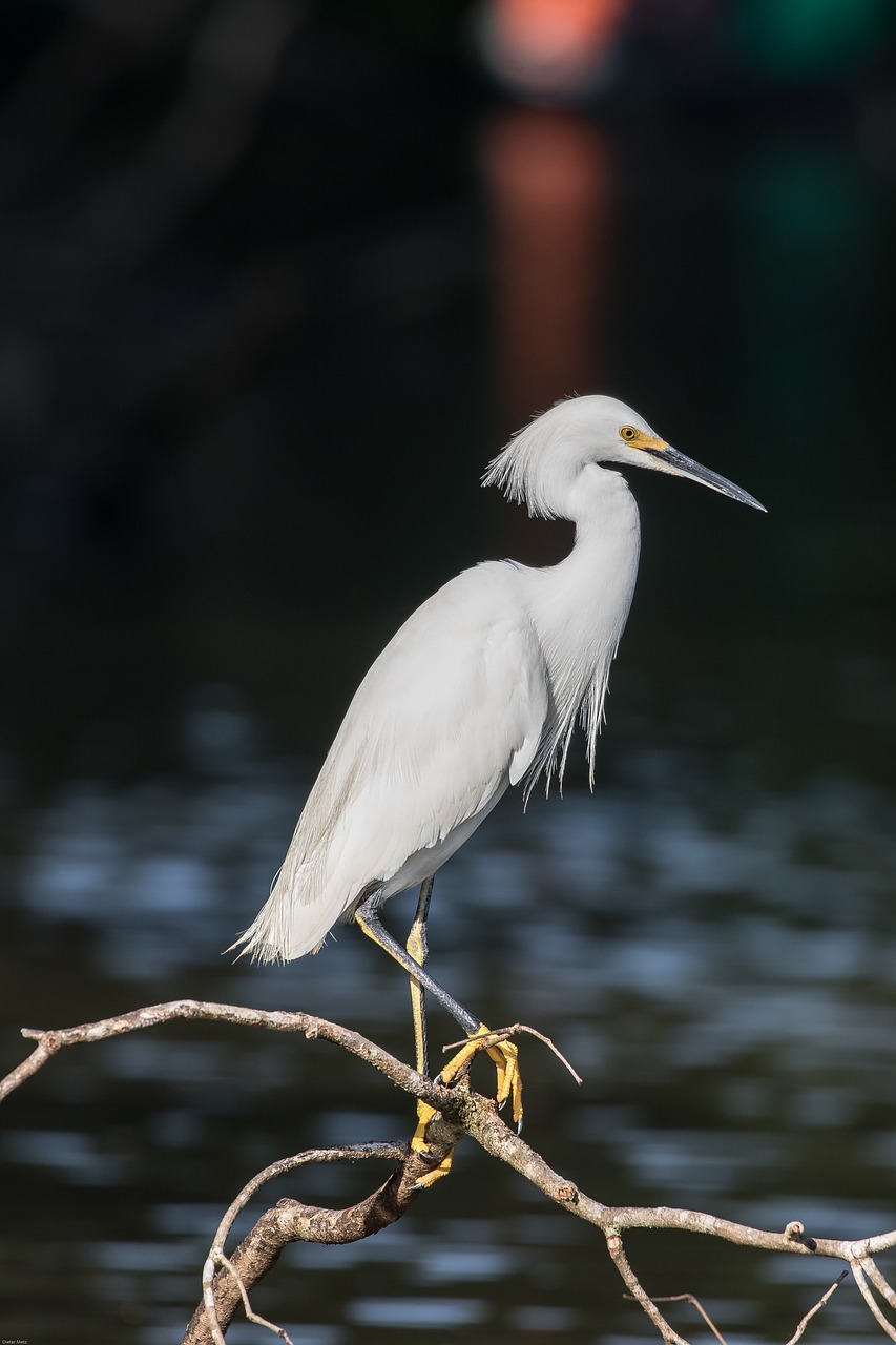 jewelry-breasted heron bird free photo