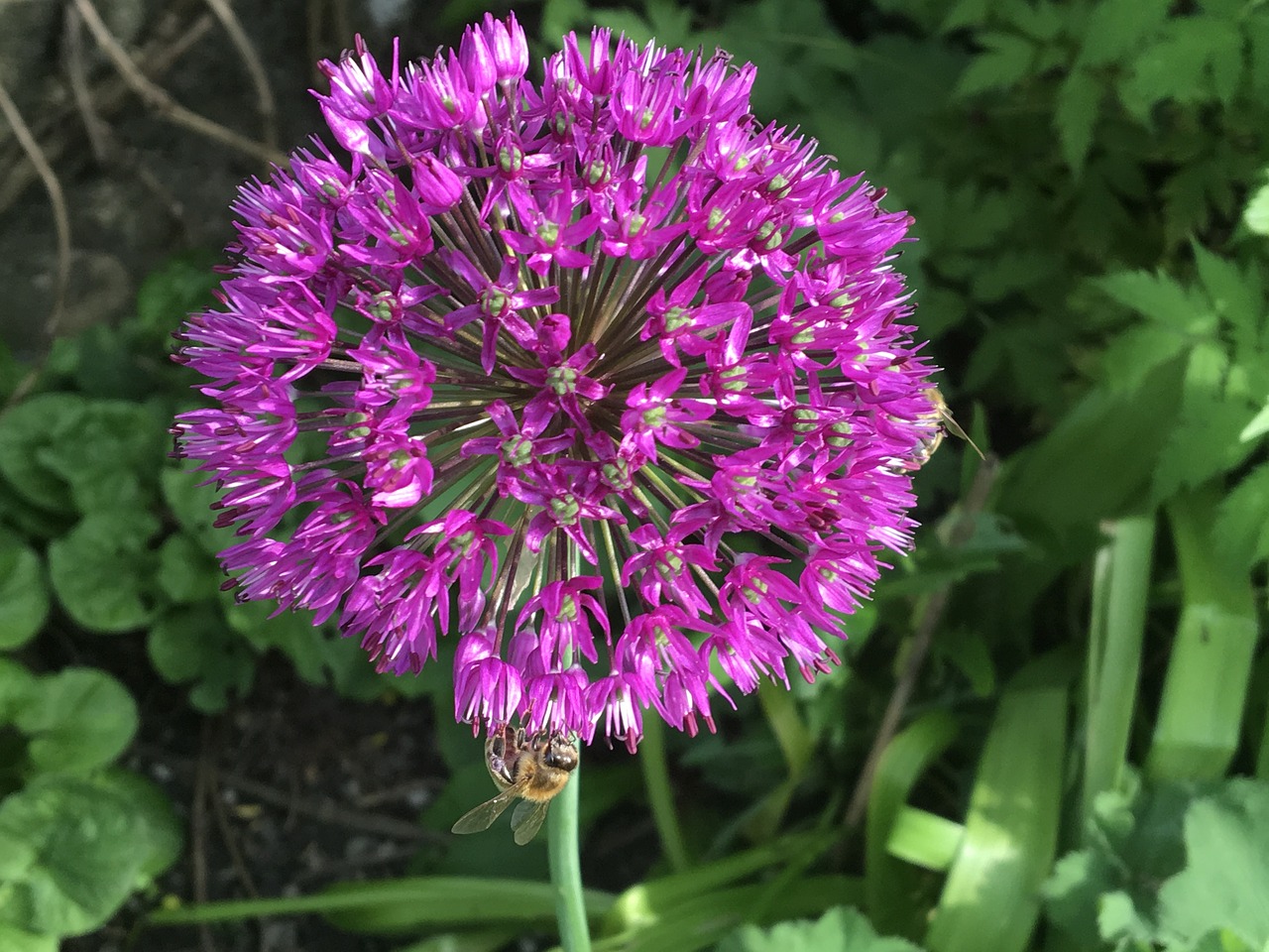 jewelry lady ornamental onion allium free photo