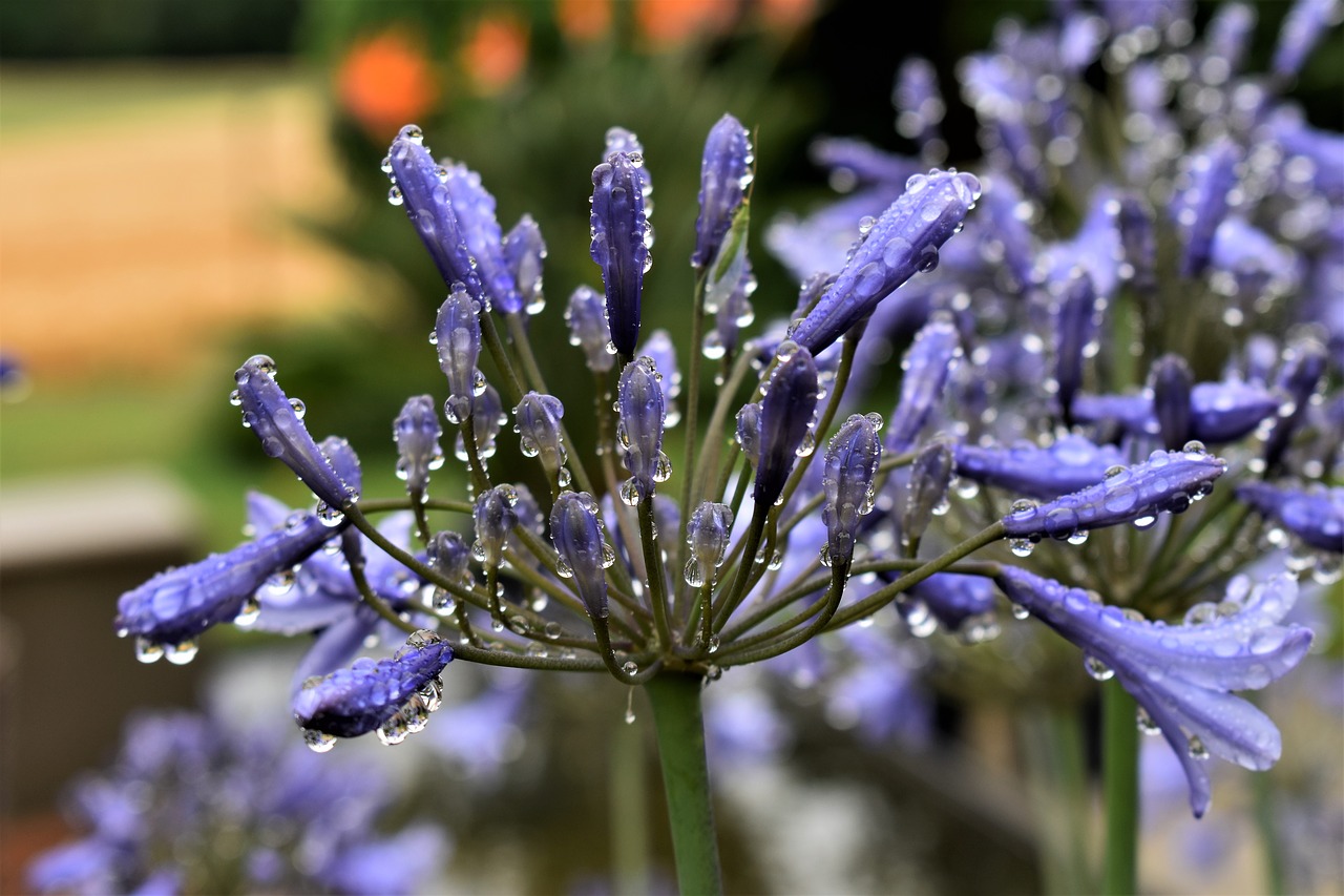 Jewelry lilies,blue,blossom,bloom,plant - free image from needpix.com