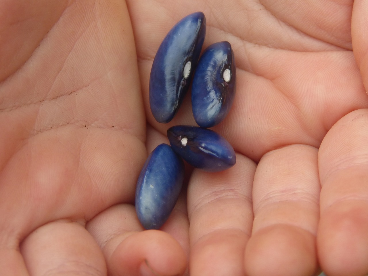 jewish seeds hand free photo