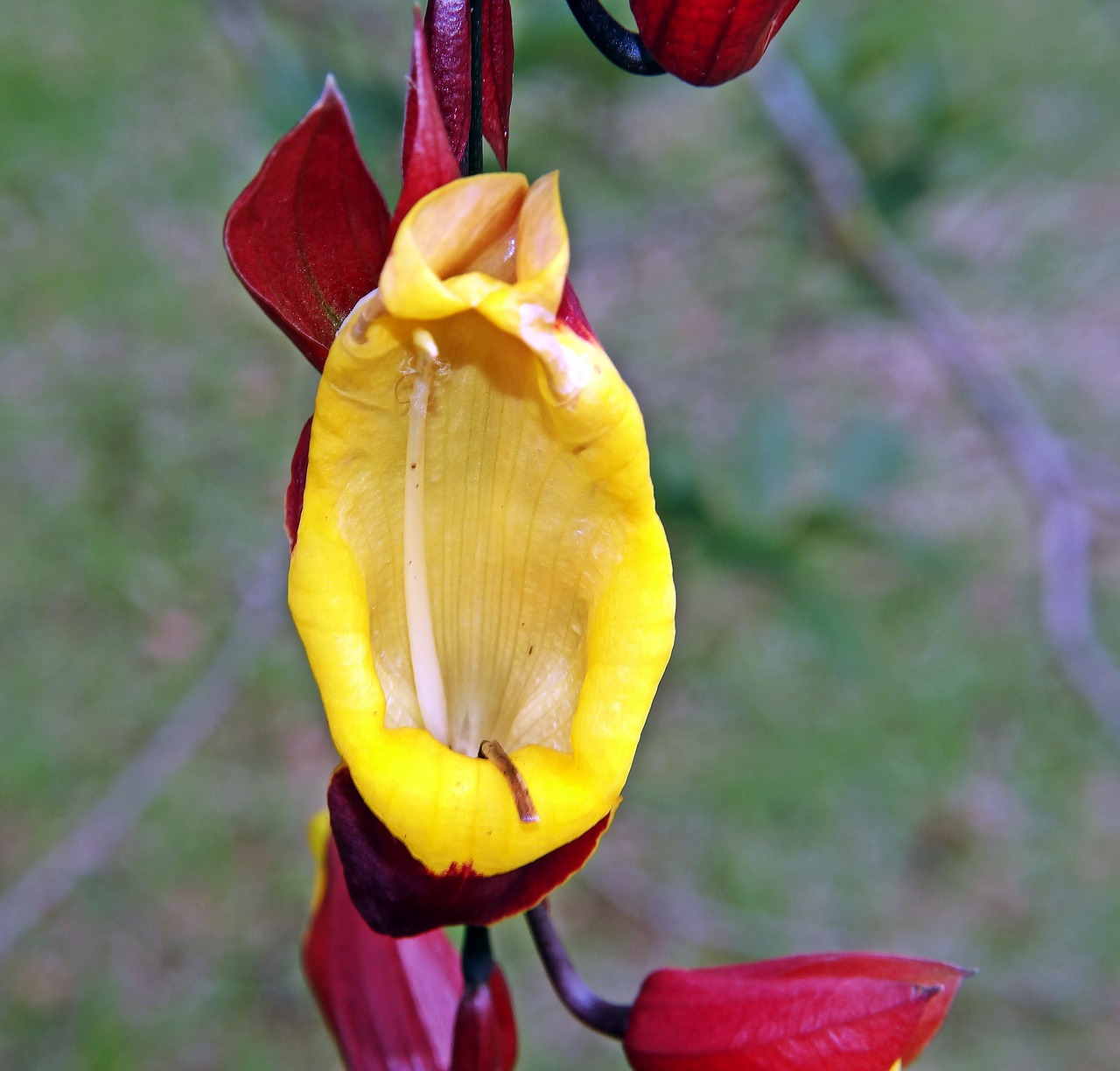 jewish shoe flower creeper free photo