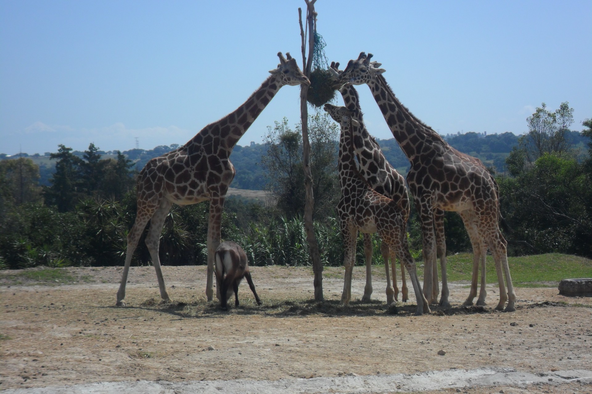 giraffes eating giraffes free photo