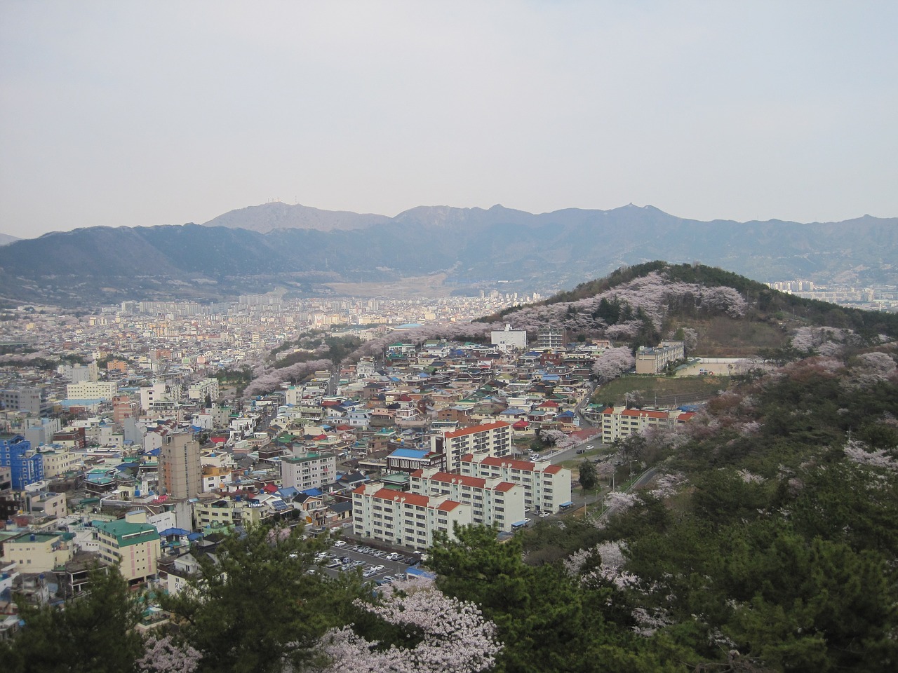 jinhae city south korea mountains free photo