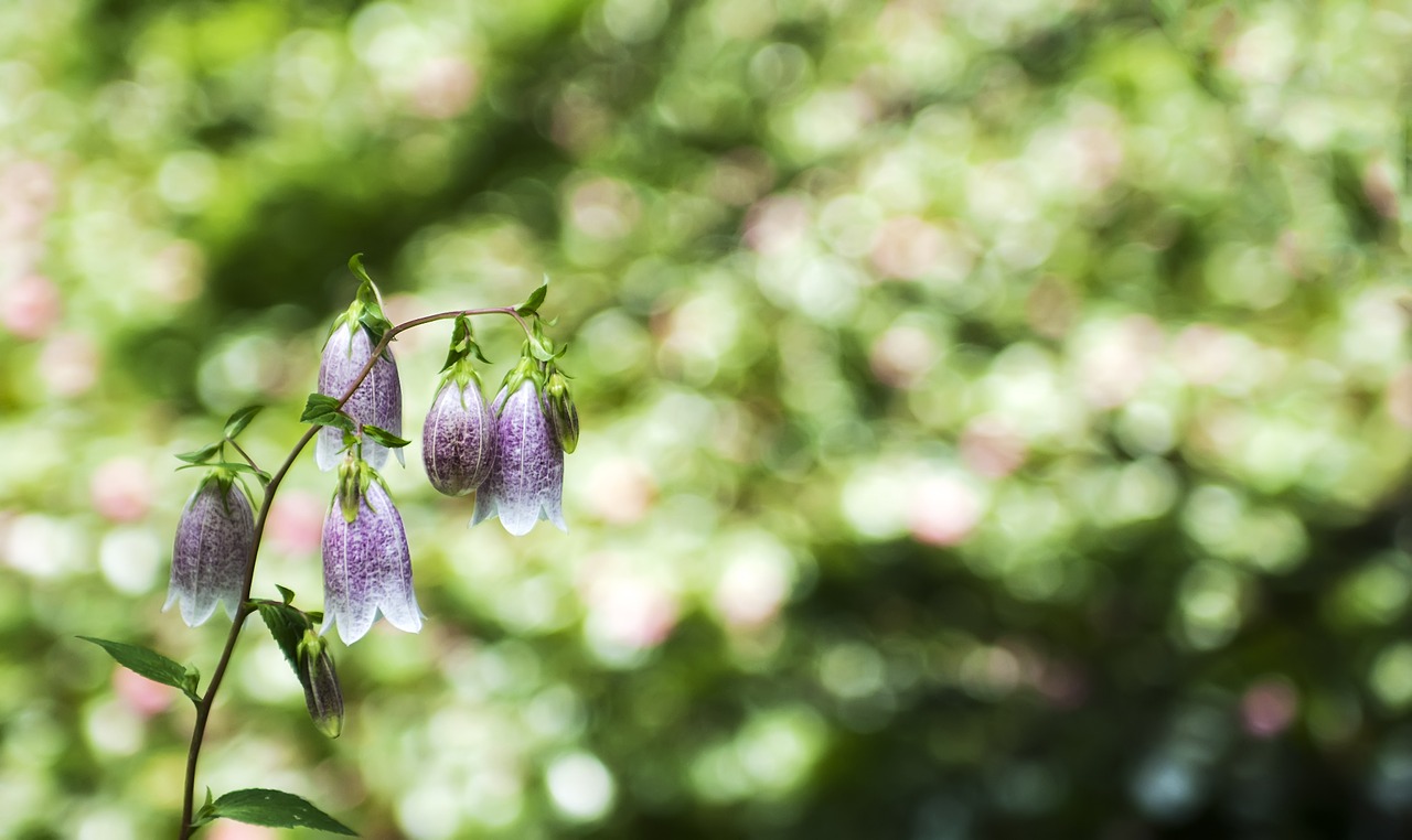 jinjiang lanterns spring wildflowers spring flowers free photo