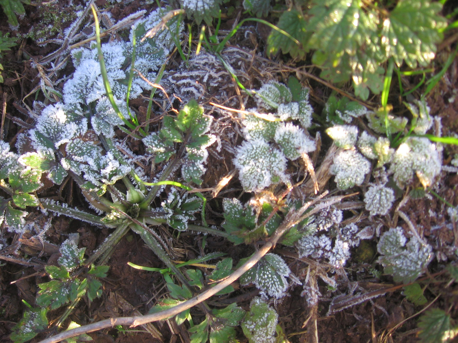 frost morning grass free photo