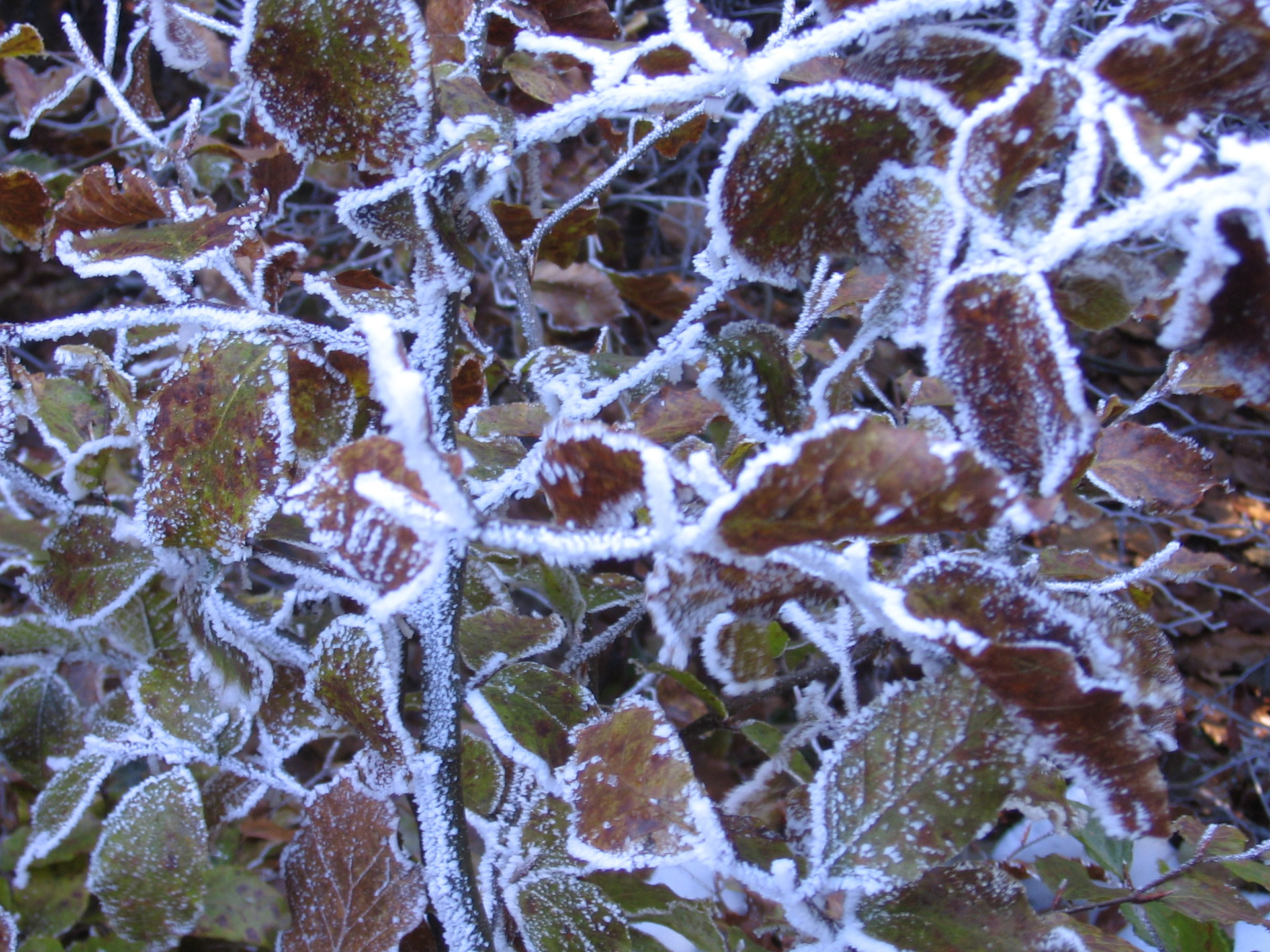 leaves frost hoar frost free photo