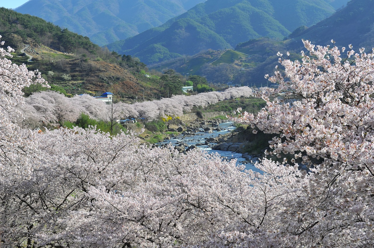 jiri spring cherry blossom free photo