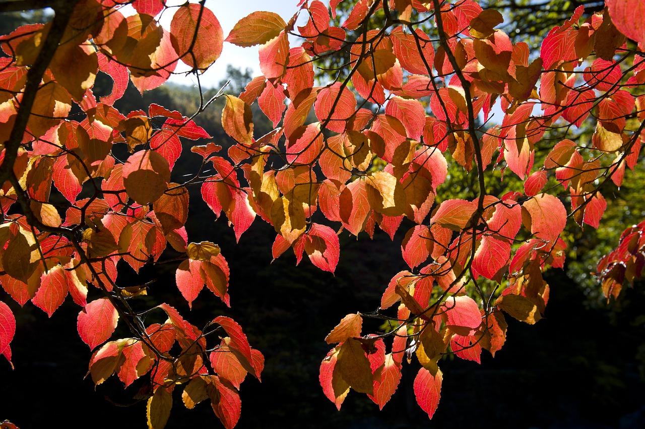 jiri pia country autumn leaves walk free photo