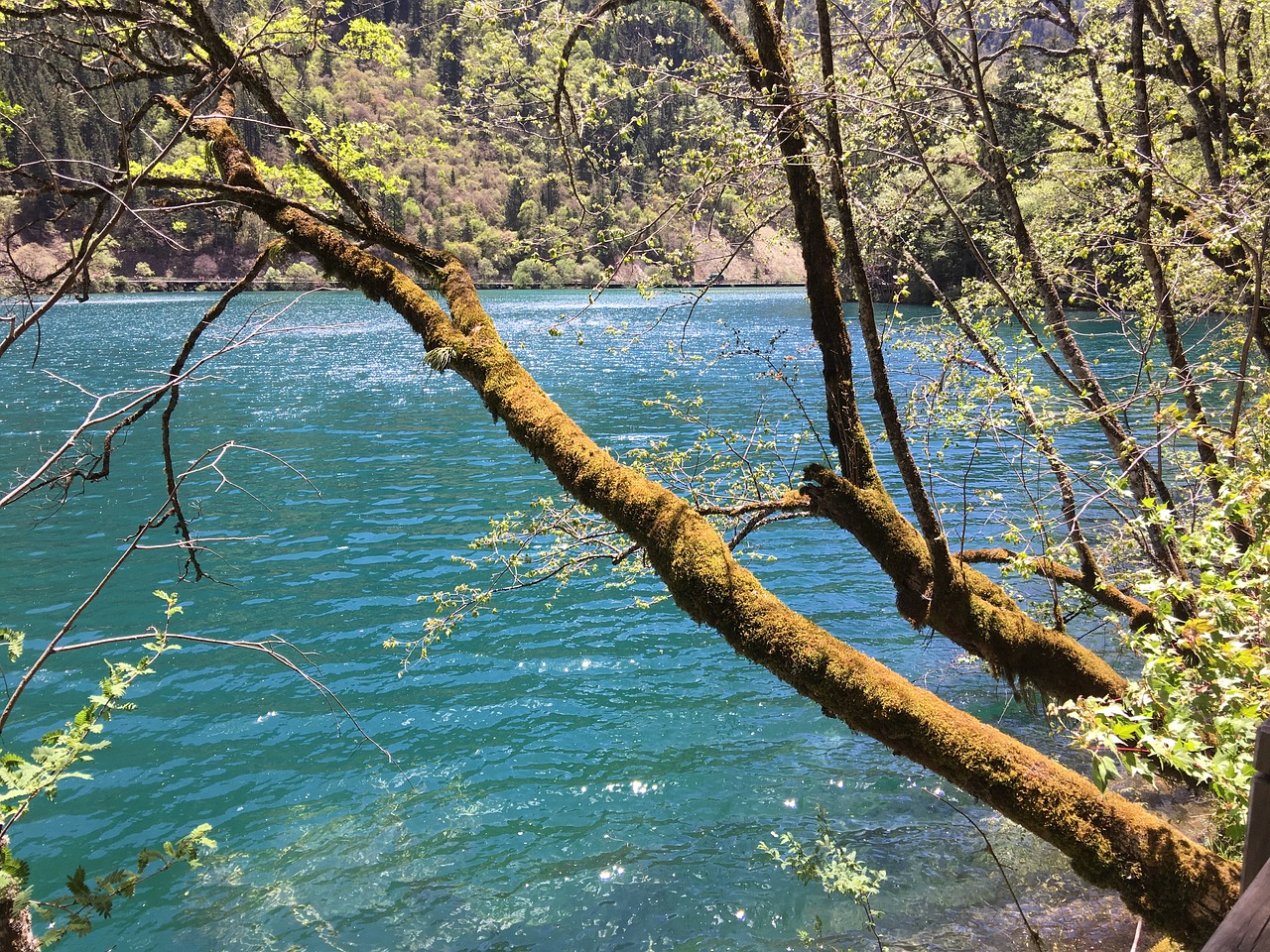 jiuzhaigou sub-sea summer free photo