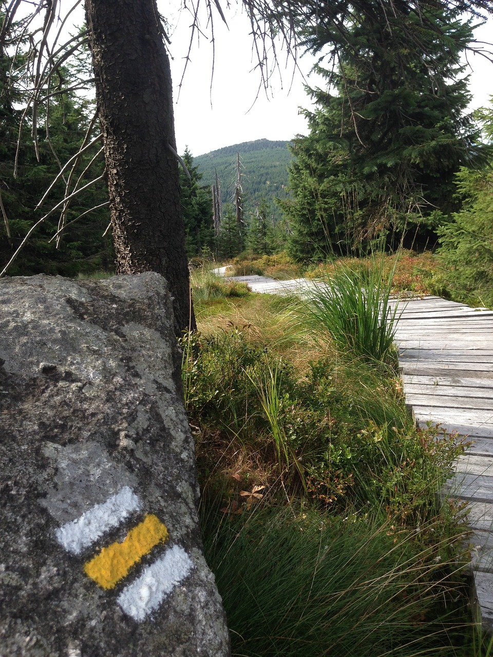 jizera mountains path forest free photo