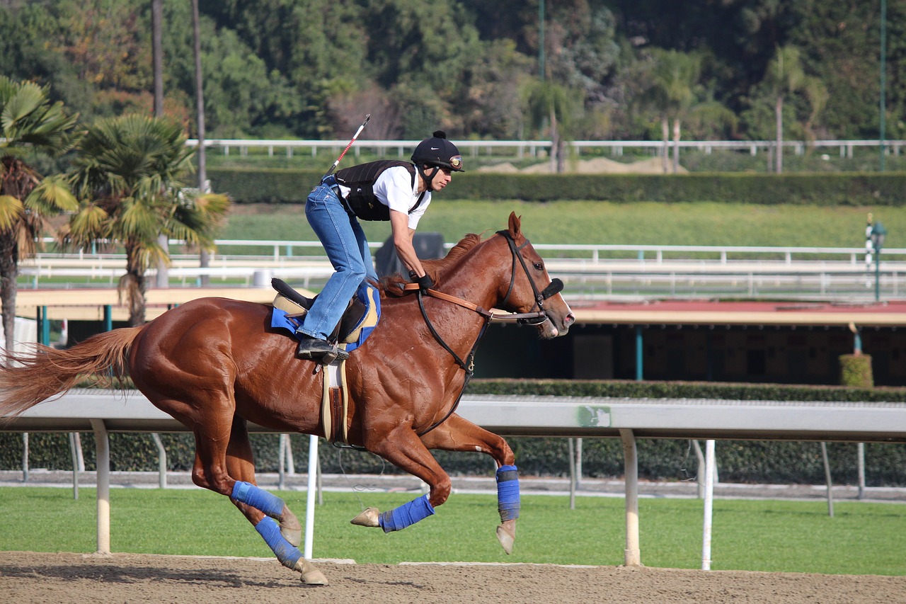 jockey jockey on horse breezing free photo