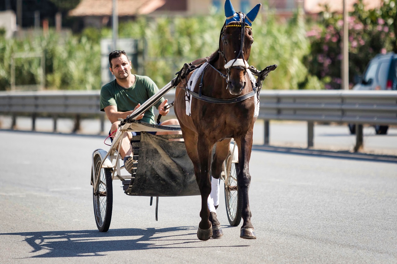 jockey  trot  performance free photo