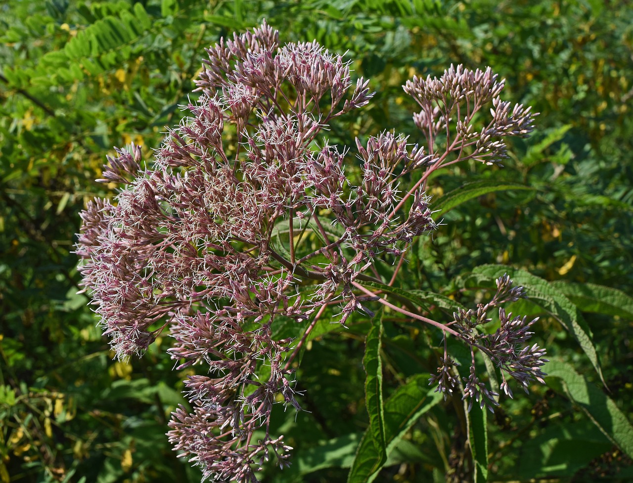 joe-pye weed flower blossom free photo