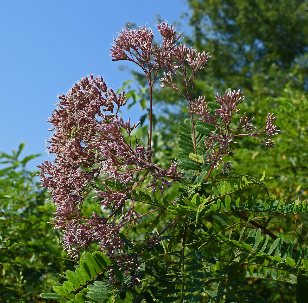 joe-pye weed flower blossom free photo